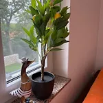 Apartment Maja *